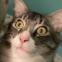 CE_Willowcat CE_Willowcat