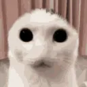 catdread catdread
