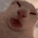 catwhatsup catwhatsup