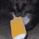 catswaglicking