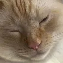 smugcat smugcat