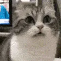 catconfused catconfused