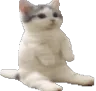 CE_Catsit CE_Catsit