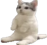 CE_Catsit CE_Catsit