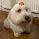 doug