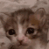 CE_kitten
