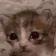 CE_kitten CE_kitten
