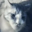 gigacat2