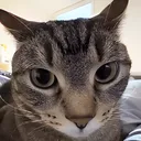 catdeathstare