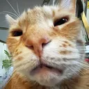 whatcat