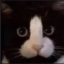 Dcat
