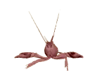 crayrave