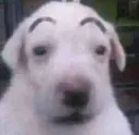 LCB_DogChokbar LCB_DogChokbar