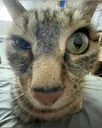 SusCat SusCat