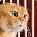 Shockedcat