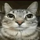 e_catsigma