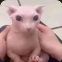 Bingus