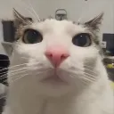 catstare