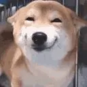 smilingdog