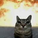 arson_cat