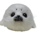 seal1