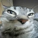 cat_sideeye