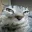 cat_sideeye