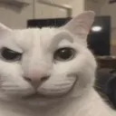 catsmirkeyebrow catsmirkeyebrow