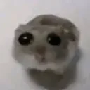 sadhamster sadhamster