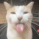 CatTongue