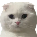starecat