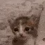 SadCat2