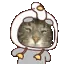 kot
