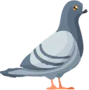 pigeon