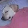 sleep sleep