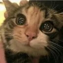 cat_me_when