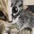 catstare catstare