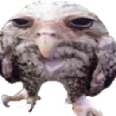 wetowl
