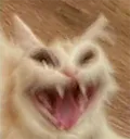 laughingcat laughingcat