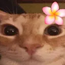 catstare
