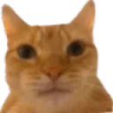 bruhcat bruhcat