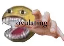 ovulating
