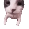 CatKiss
