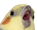 birb