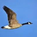 canada_goose