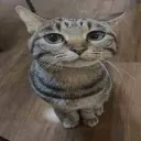 whattheflip