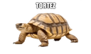 Tortez_Cheese Discord emoji