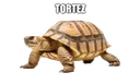 Tortez