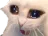 catcry