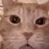 catxdd